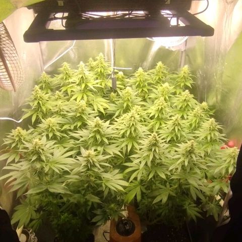 Fuel OG #4 growlog timeline photo