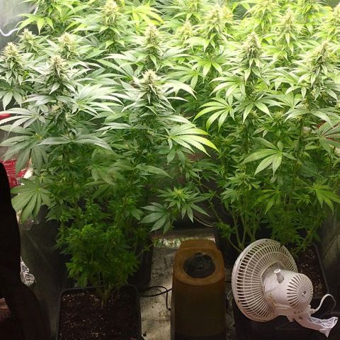 Fuel OG #4 growlog timeline photo