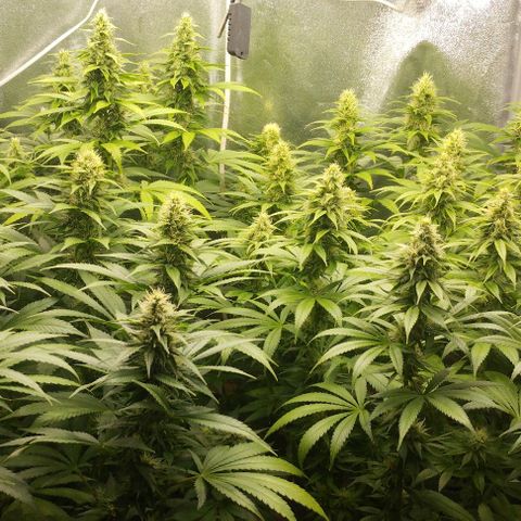 Fuel OG #4 growlog timeline photo