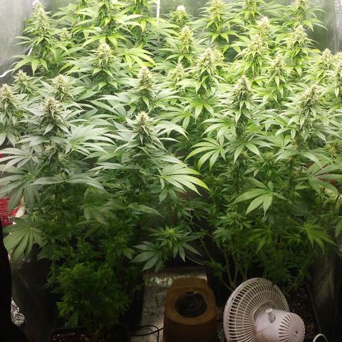 Fuel OG #4 growlog timeline photo
