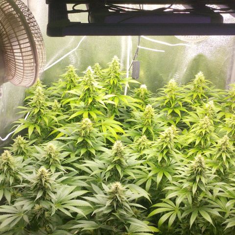 Fuel OG #4 growlog timeline photo