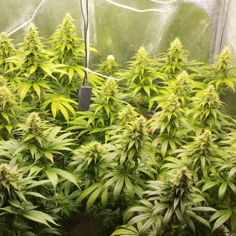 Fuel OG #4 growlog timeline photo