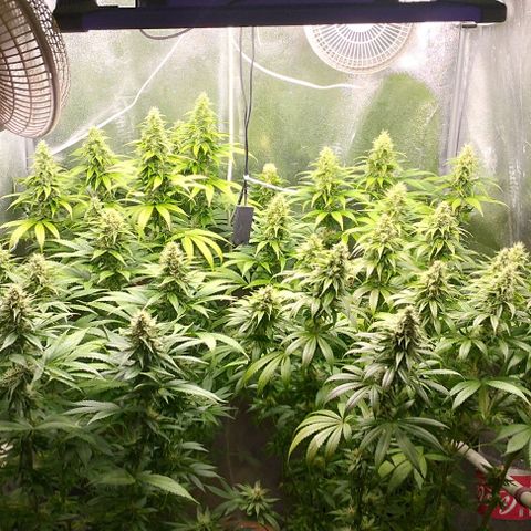 Fuel OG #4 growlog timeline photo