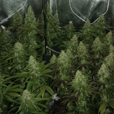 Fuel OG #4 growlog timeline photo