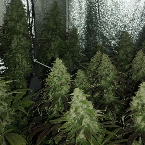 Fuel OG #4 growlog timeline photo