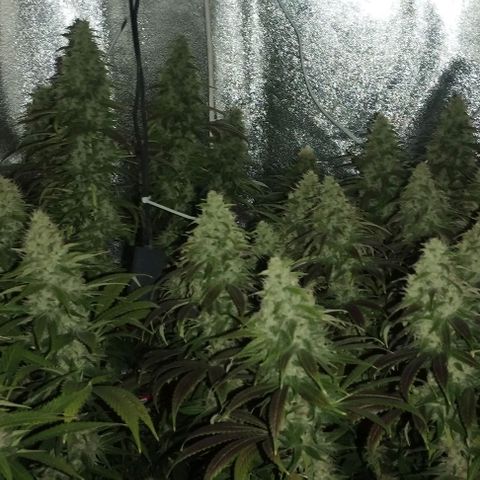 Fuel OG #4 growlog timeline photo