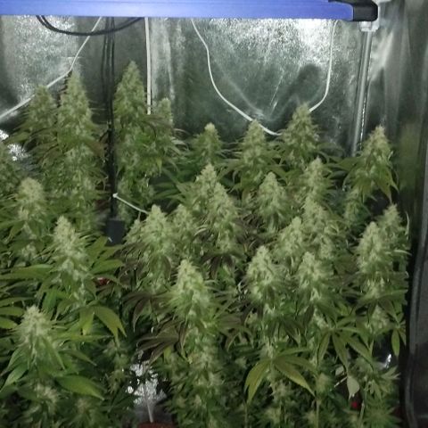 Fuel OG #4 growlog timeline photo
