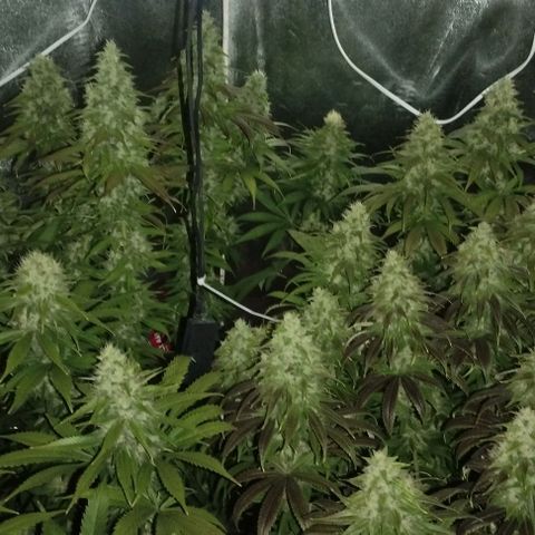 Fuel OG #4 growlog timeline photo