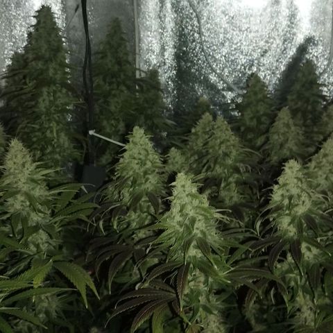 Fuel OG #4 growlog timeline photo