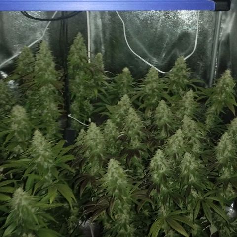 Fuel OG #4 growlog timeline photo