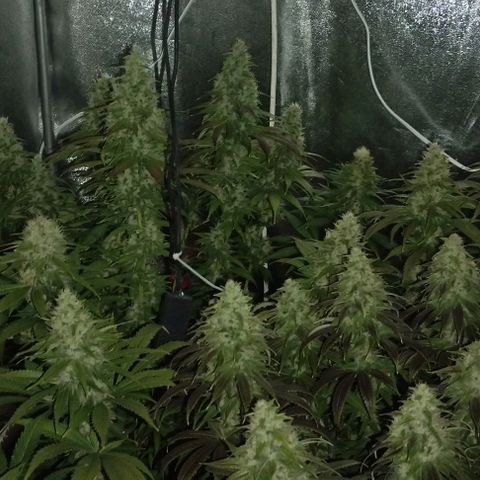 Fuel OG #4 growlog timeline photo