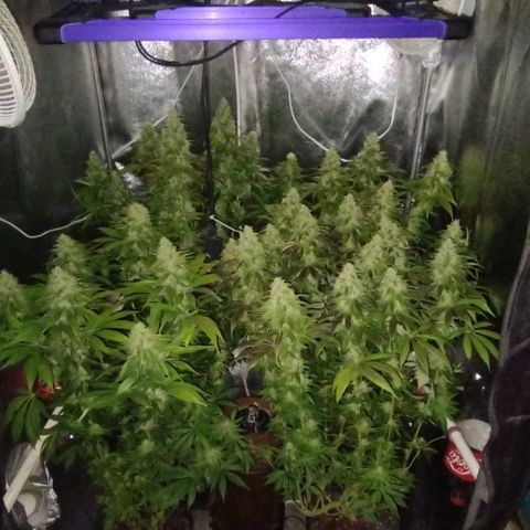 Fuel OG #4 growlog timeline photo