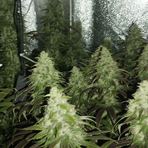 Fuel OG #4 growlog timeline photo