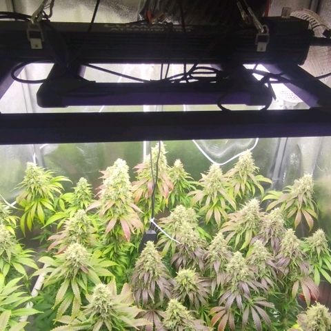 Fuel OG #4 growlog timeline photo