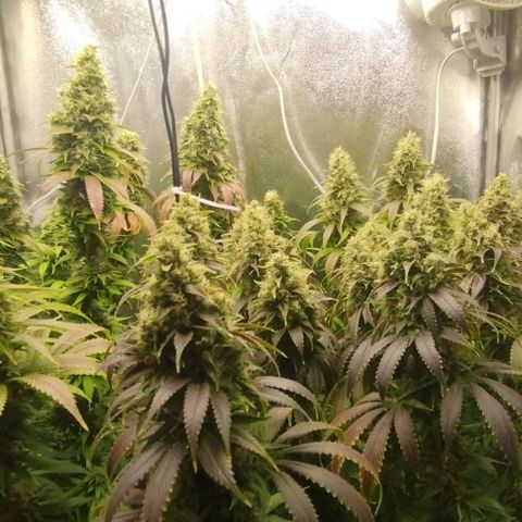 Fuel OG #4 growlog timeline photo