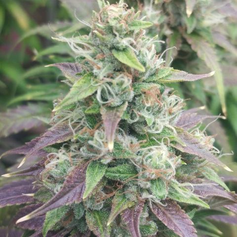 Fuel OG #4 growlog timeline photo