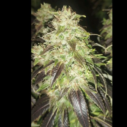 Fuel OG #4 growlog timeline photo
