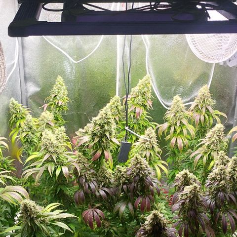 Fuel OG #4 growlog timeline photo