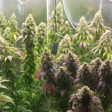 Fuel OG #4 growlog timeline photo