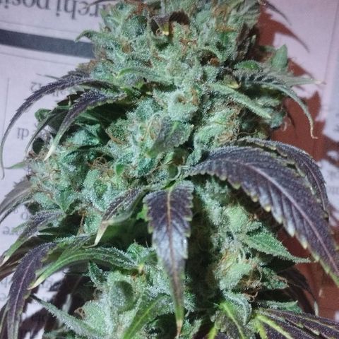 Fuel OG #2 growlog timeline photo