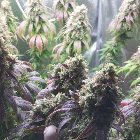 Fuel OG #2 growlog timeline photo