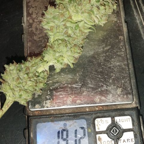 Fuel OG #2 growlog timeline photo