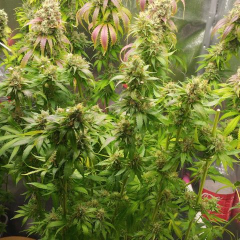 Fuel OG #2 growlog timeline photo