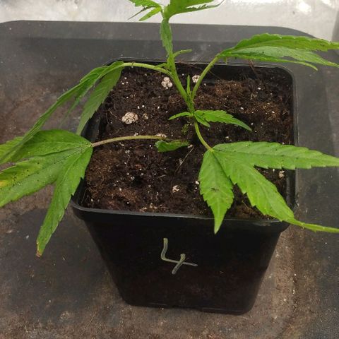 3) Wonder Pie  growlog photo: Goooo🔥🔥👊👊