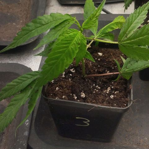 3) Wonder Pie  growlog photo: Goooo🔥🔥👊👊