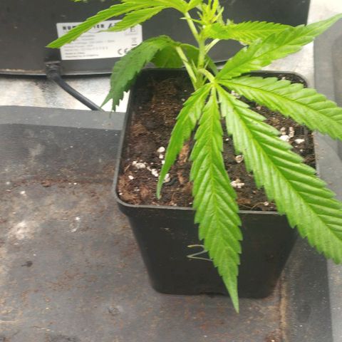 3) Wonder Pie  growlog photo: Goooo🔥🔥👊👊