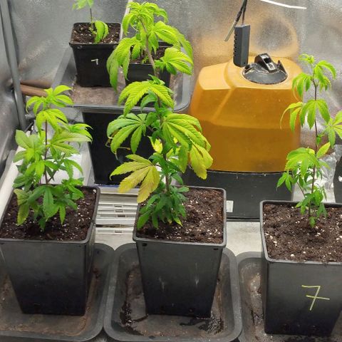 3) Wonder Pie  growlog timeline photo