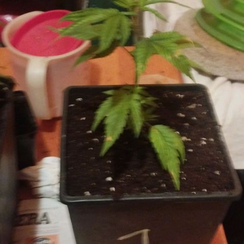3) Wonder Pie  growlog timeline photo