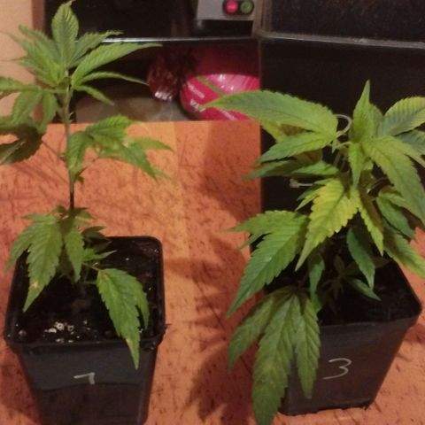 3) Wonder Pie  growlog timeline photo