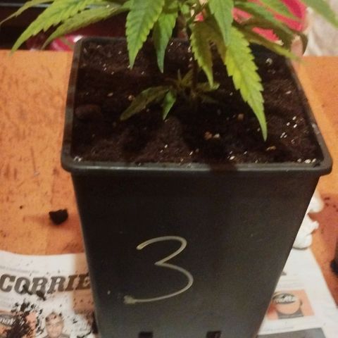 3) Wonder Pie  growlog timeline photo