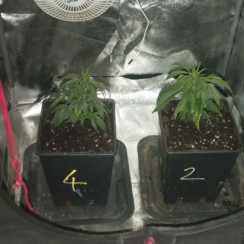 3) Wonder Pie  growlog timeline photo