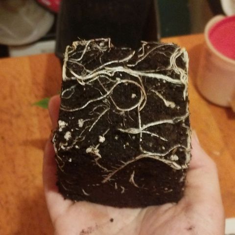 3) Wonder Pie  growlog timeline photo