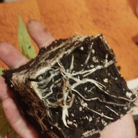3) Wonder Pie  growlog timeline photo