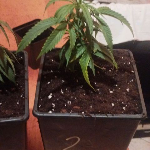 3) Wonder Pie  growlog timeline photo