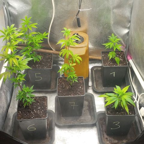 3) Wonder Pie  growlog timeline photo