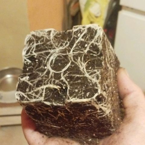 3) Wonder Pie  growlog timeline photo