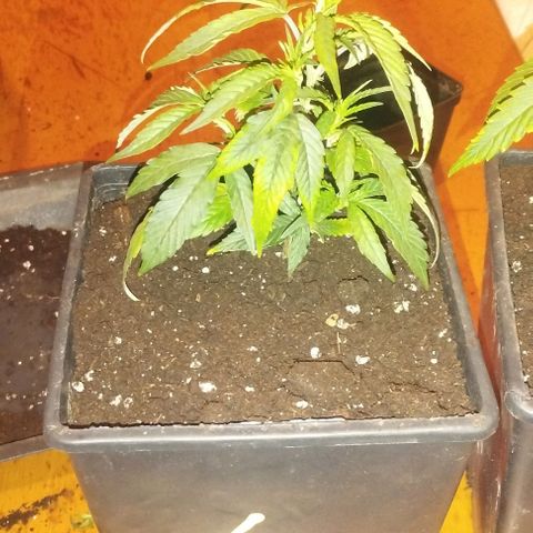 3) Wonder Pie  growlog timeline photo