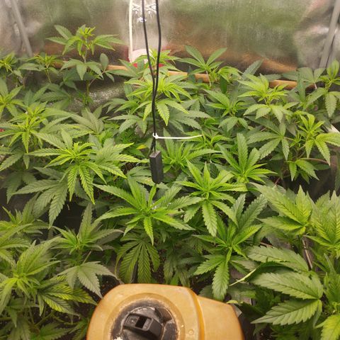 3) Wonder Pie  growlog timeline photo