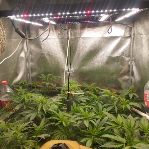 3) Wonder Pie  growlog timeline photo