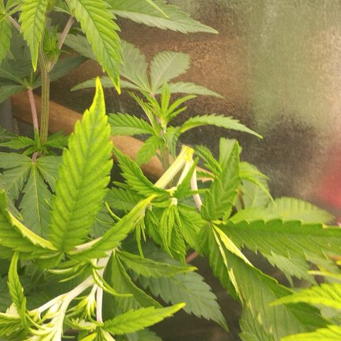 3) Wonder Pie  growlog timeline photo