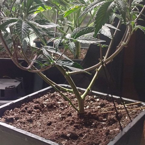 3) Wonder Pie  growlog timeline photo