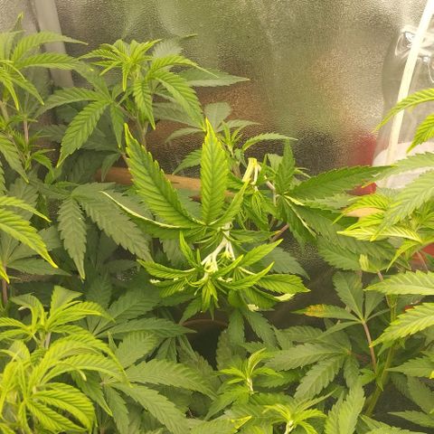 3) Wonder Pie  growlog timeline photo