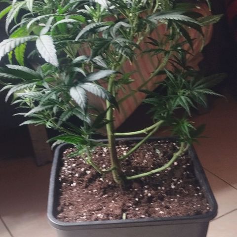 3) Wonder Pie  growlog timeline photo