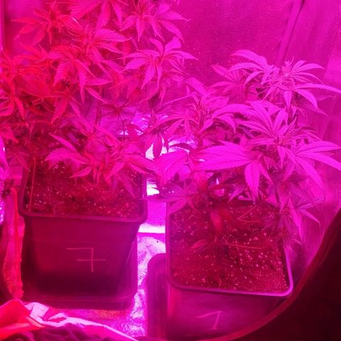3) Wonder Pie  growlog timeline photo