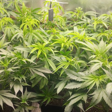 3) Wonder Pie  growlog timeline photo