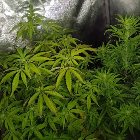 3) Wonder Pie  growlog timeline photo